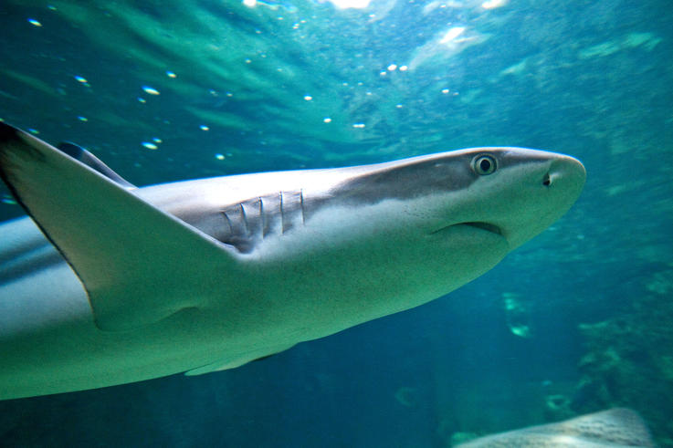 Die Haut von schnellschwimmenden Haien ist mit Riblets versehen, die die oberflächennahe Reibung so reduzieren, dass der Hai bei der Jagd Energie spart. <span>Foto: Michael Stephan/Jade HS</span>