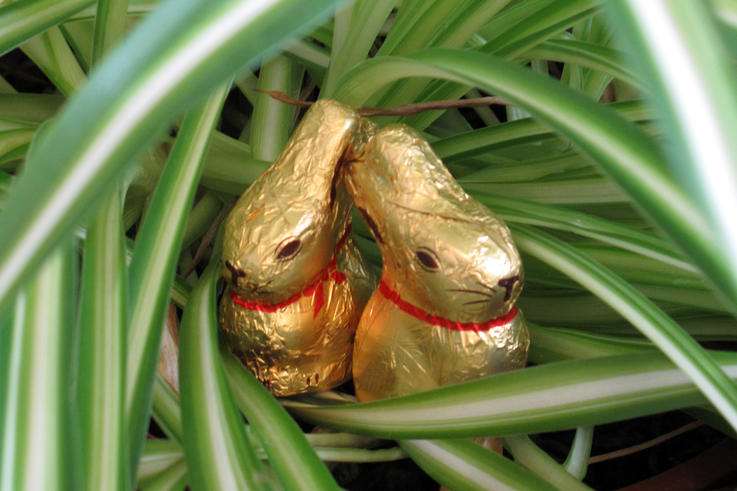 Fraglich: Welches Tier versteckte vor dem Osterhasen die Ostereier?